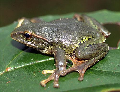 Wonderful colours of Vietnamese tree frogs
